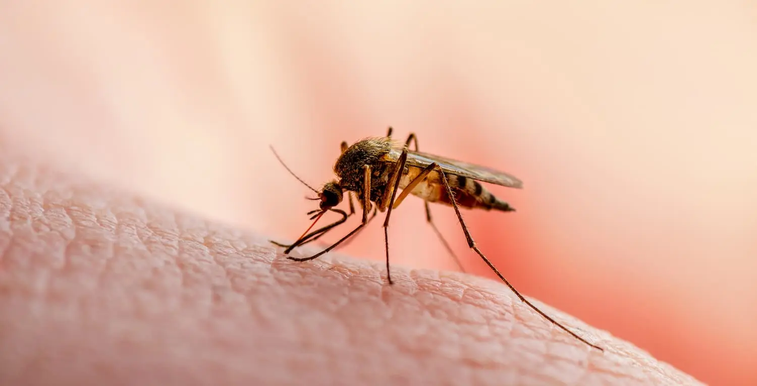 Fliegenbekämpfung & Mückenbekämpfung