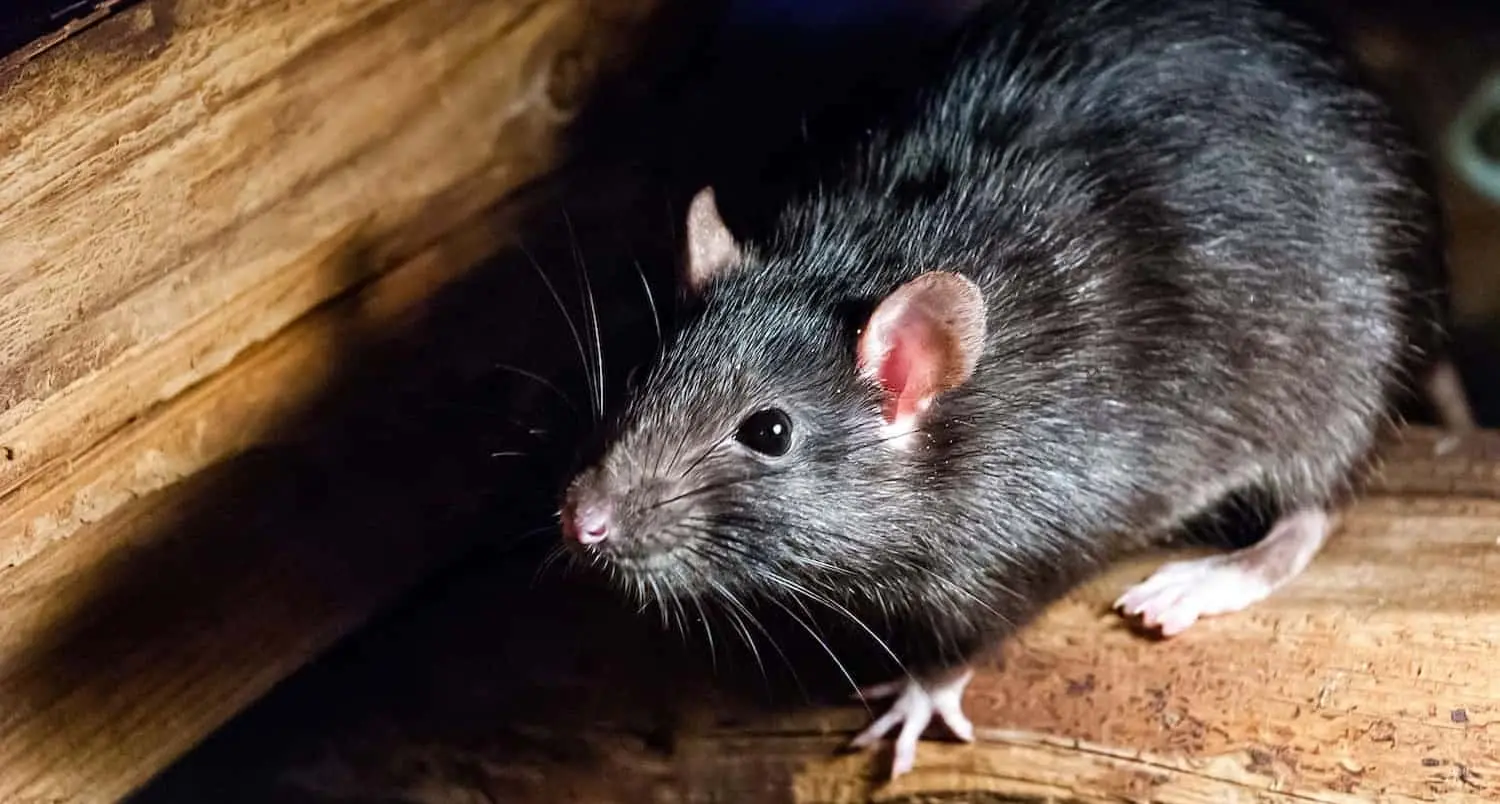 Mausbekämpfung und Rattenbekämpfung